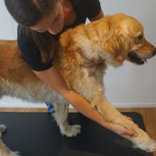 Physiotherapie_Hund